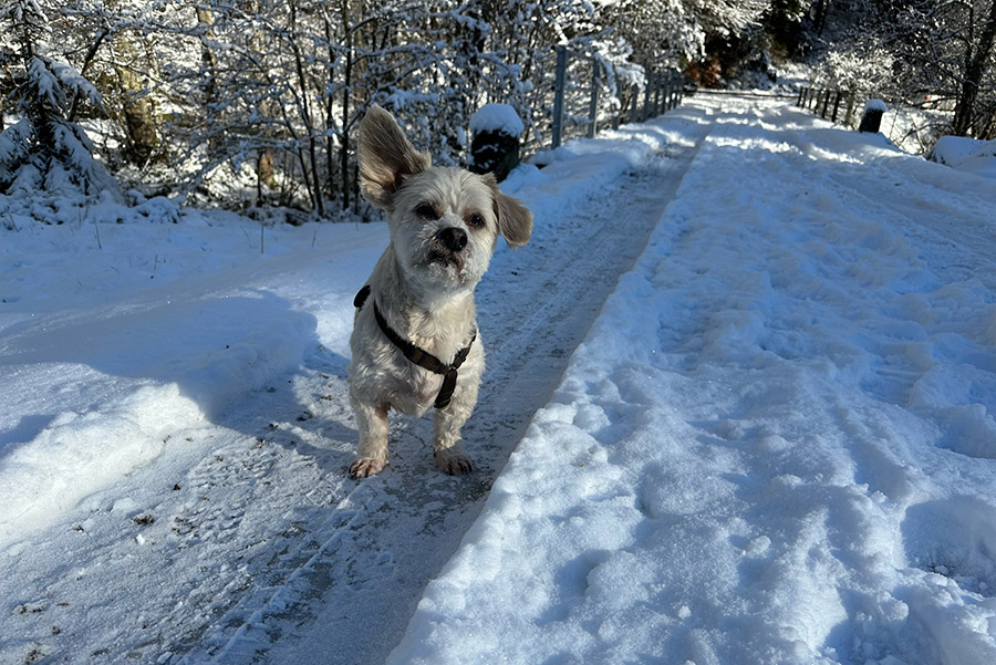 Terry im Schnee