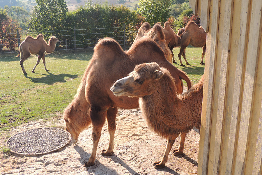 Freizeitpark Rotfelden copyright Nördlicher Schwarzwald Tourismus