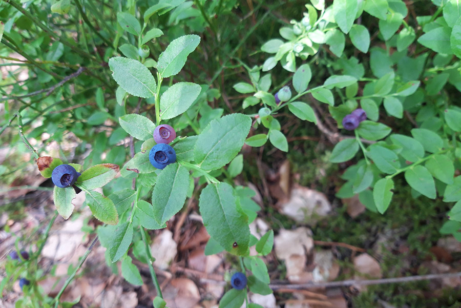 Heidelbeeren im Juli zur Heidelbeerwoche und Heidelbeerfest copyright Sabine Zenker 