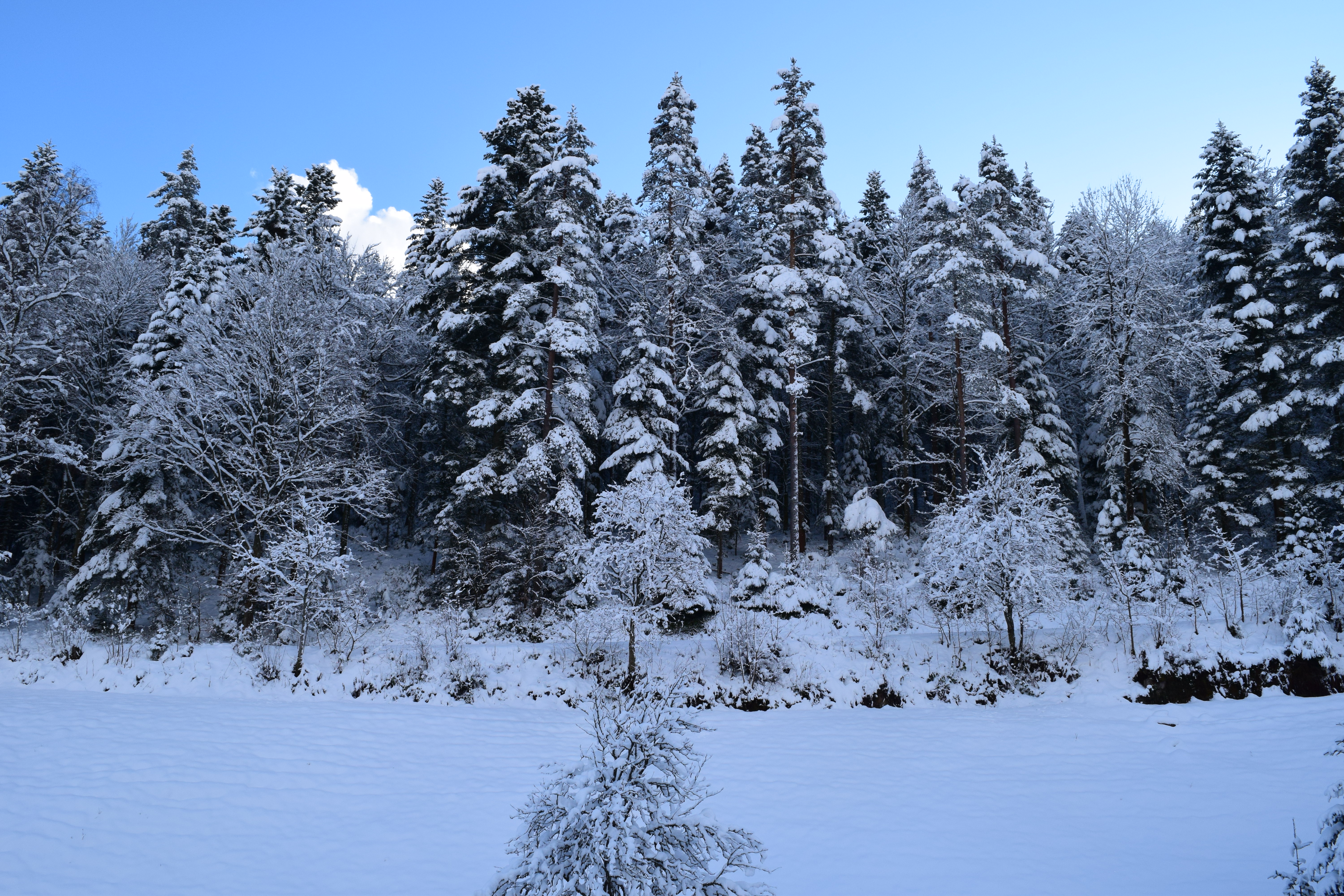 verschneites Rohnbachtal Blick auf das Schwarzwaldhaus Zwink 