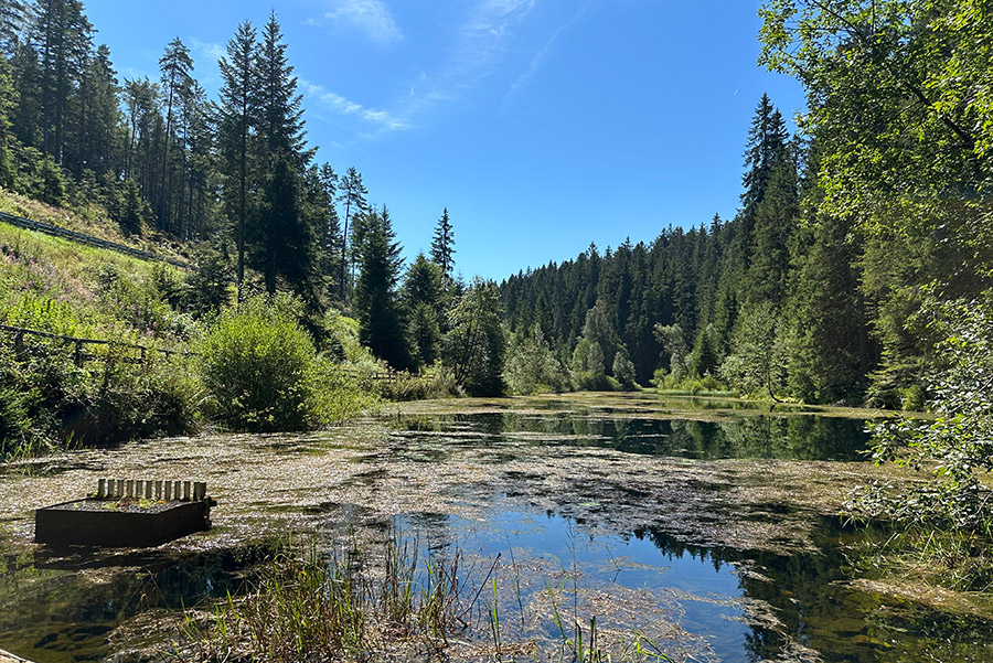 Poppelsee Rundwanderweg auf schmalen Pfahlen