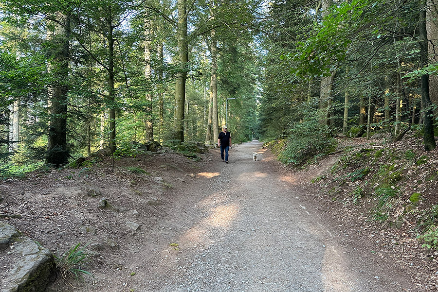 Wandern auf dem Sommerberg zur Grünhütte