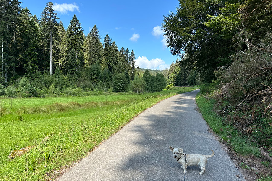 Spaziergang zum Rohmbachhof direkt vom Haus aus starten