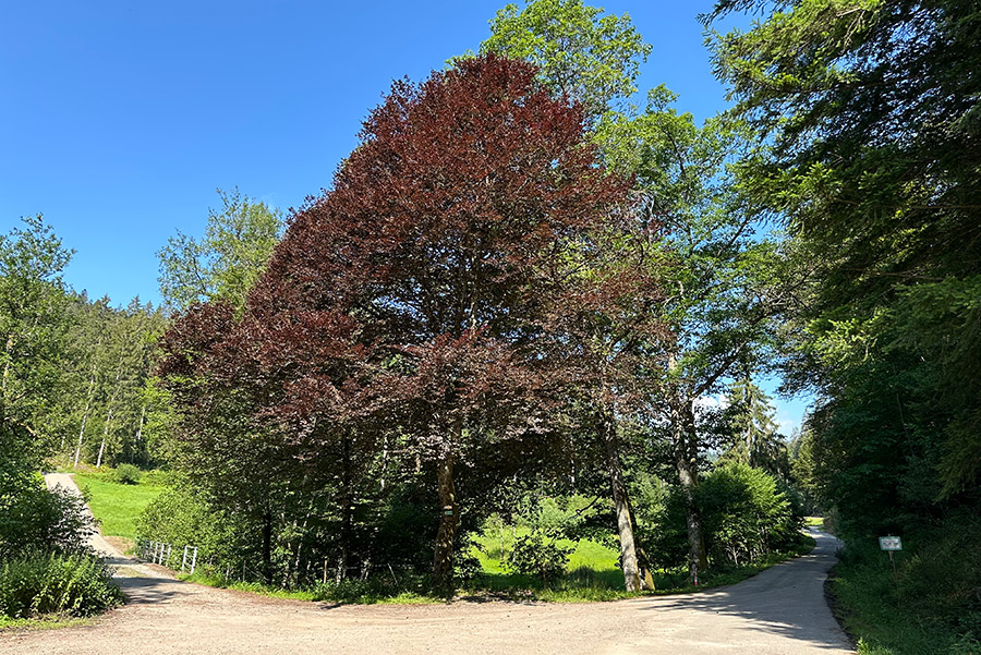 Spaziergang zum Rohmbachhof direkt vom Haus aus starten