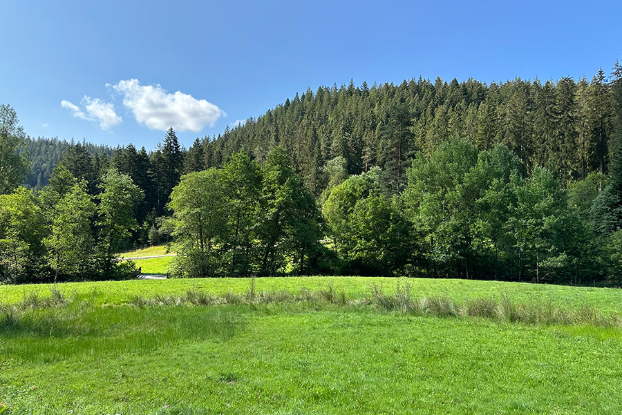 Rundwanderweg vom Schwarzwaldhaus Zwink zum Rohmbachhof 