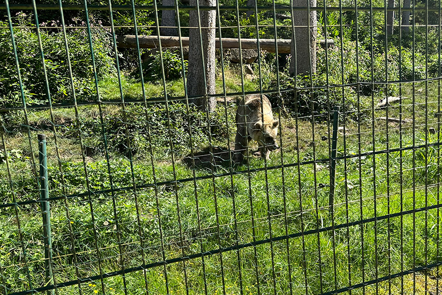 alternativer Wolf und Bärenpark Rippoldsau